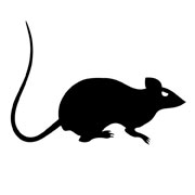 Šablony Myš