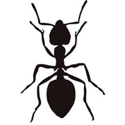 Šablony Mravenec