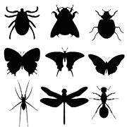 Трафареты насекомых 