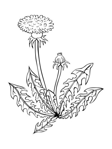 Free printable Dandelion stencils and templates