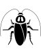 Free printable Cockroach stencils and templates