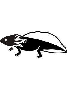 Axolotl Stencil 1
