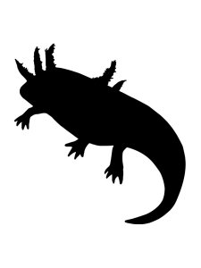 Axolotl Stencil 4