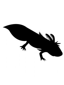 Axolotl Stencil 5