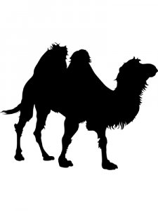 Camel Stencils 1