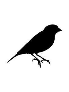 Canary Stencil 1