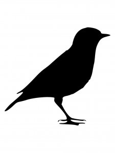 Canary Stencil 6
