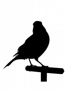 Canary Stencil 7