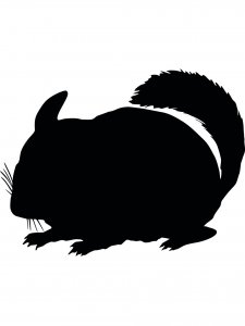 Chinchilla Stencil 3