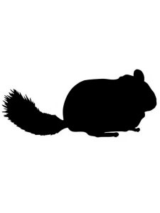 Chinchilla Stencil 4