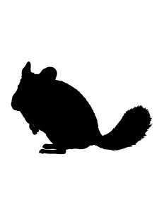 Chinchilla Stencil 5