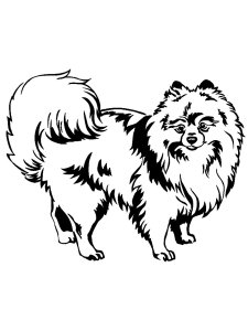Spitz Stencil 4