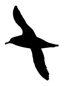 Albatross Stencil 3