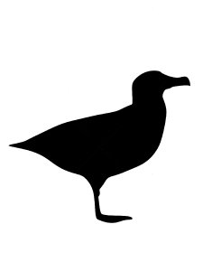 Albatross Stencil 6