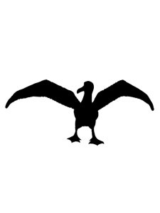 Albatross Stencil 7