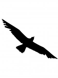 Albatross Stencil 8