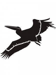 Pelican Stencil 4