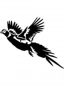 Pheasant Stencil 2