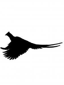 Pheasant Stencil 3