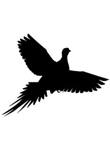 Pheasant Stencil 4