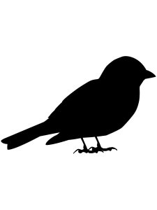 Sparrow Stencils 8