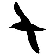Albatross stencils