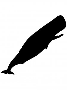 Cachalot Stencils 1