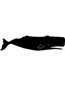 Cachalot Stencils 2