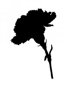 Carnation Stencils 11