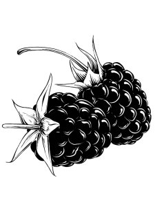 Blackberry Stencils 5