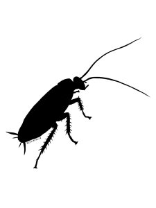 Cockroach Stencil 1