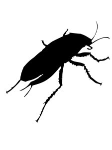 Cockroach Stencil 13