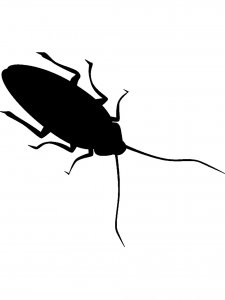 Cockroach Stencil 5