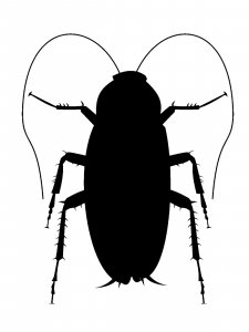 Cockroach Stencil 6
