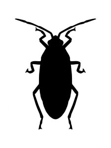 Cockroach Stencil 8