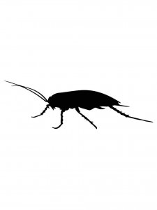 Cockroach Stencil 9