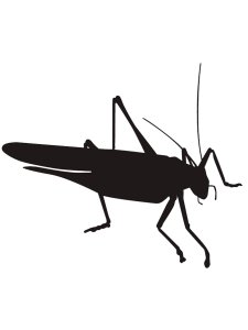 Grasshopper Stencil 1