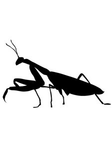 Grasshopper Stencil 10