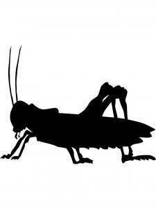 Grasshopper Stencil 5