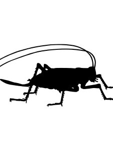 Grasshopper Stencil 9