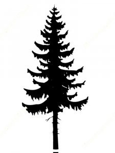Spruce Stencil 4