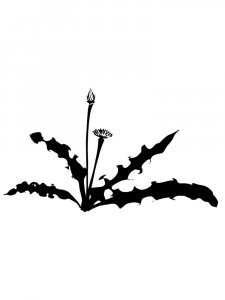 Трафарет Одуванчика 2