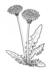 Трафарет Одуванчика 20