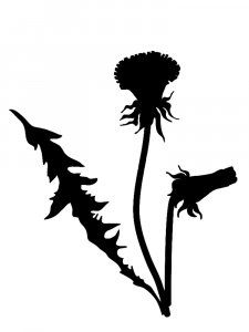 Трафарет Одуванчика 29