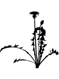 Трафарет Одуванчика 8