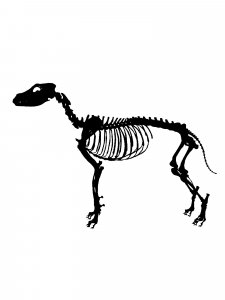 Skeleton Stencil 11