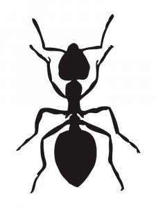 Трафарет Муравей 3