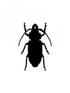 Трафарет Жука 3