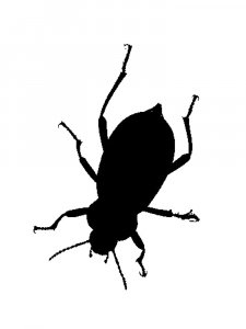 Трафарет Жука 5