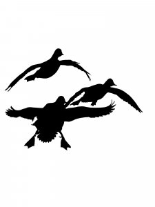 Трафарет Утки 13